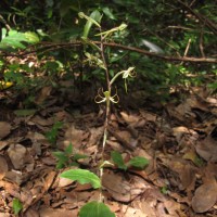 Habenaria dichopetala Thwaites